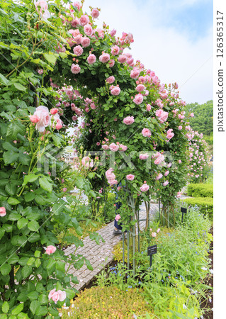 Gifu World Rose Garden with spring roses in full bloom Gifu World Rose Garden with spring roses in full bloom 126365317
