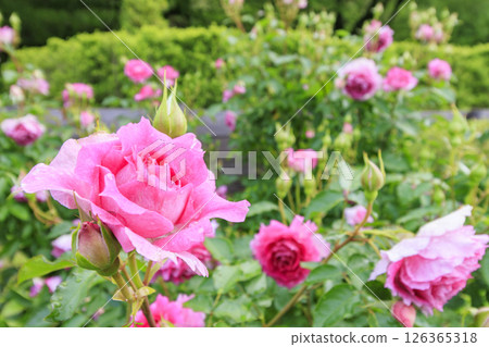 Gifu World Rose Garden with spring roses in full bloom 126365318