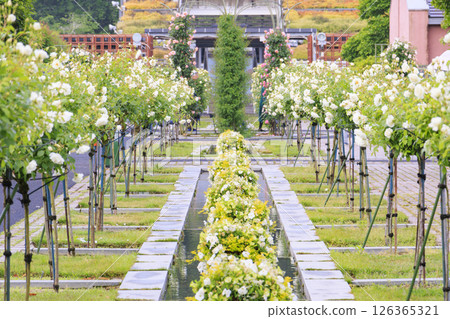 岐阜世界玫瑰園,春季玫瑰盛開 岐阜世界玫瑰園,春季玫瑰盛開 126365321