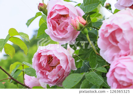 Gifu World Rose Garden with spring roses in full bloom Gifu World Rose Garden with spring roses in full bloom 126365325