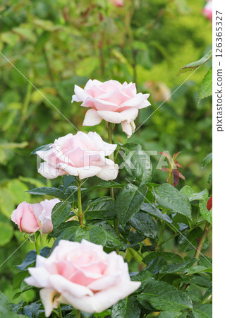 Gifu World Rose Garden with spring roses in full bloom 126365327