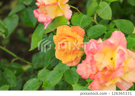 Gifu World Rose Garden with spring roses in full bloom Gifu World Rose Garden with spring roses in full bloom 126365331