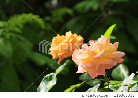 Gifu World Rose Garden with spring roses in full bloom Gifu World Rose Garden with spring roses in full bloom 126365332