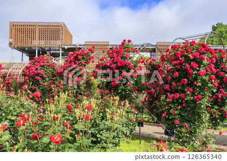Gifu World Rose Garden with spring roses in full bloom 126365340