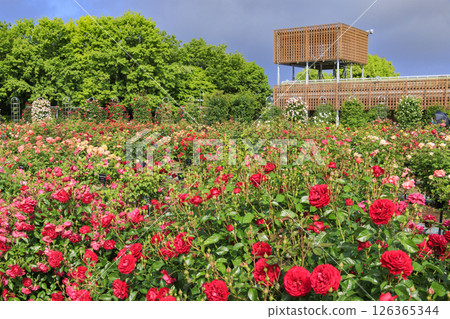 岐阜世界玫瑰園，春季玫瑰盛開 126365344