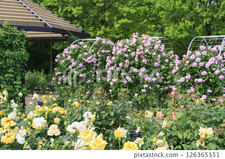 岐阜世界玫瑰園，春季玫瑰盛開 126365351