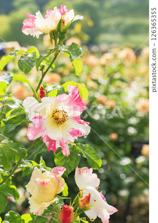 Gifu World Rose Garden with spring roses in full bloom Gifu World Rose Garden with spring roses in full bloom 126365355