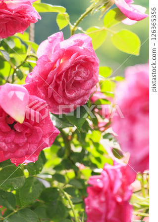 Gifu World Rose Garden with spring roses in full bloom Gifu World Rose Garden with spring roses in full bloom 126365356