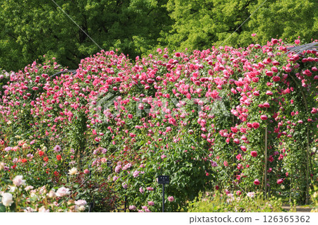 Gifu World Rose Garden with spring roses in full bloom Gifu World Rose Garden with spring roses in full bloom 126365362
