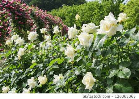 Gifu World Rose Garden with spring roses in full bloom 126365363