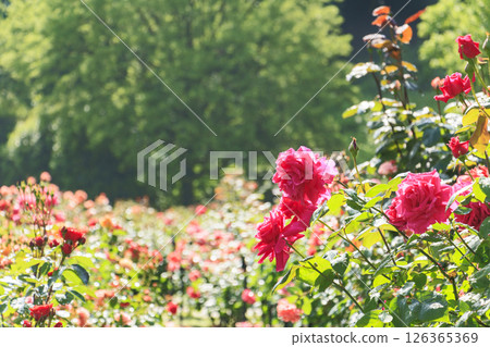 Gifu World Rose Garden with spring roses in full bloom Gifu World Rose Garden with spring roses in full bloom 126365369