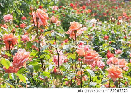 Gifu World Rose Garden with spring roses in full bloom Gifu World Rose Garden with spring roses in full bloom 126365371