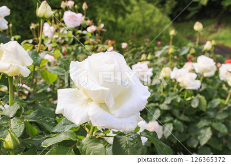 Gifu World Rose Garden with spring roses in full bloom Gifu World Rose Garden with spring roses in full bloom 126365372