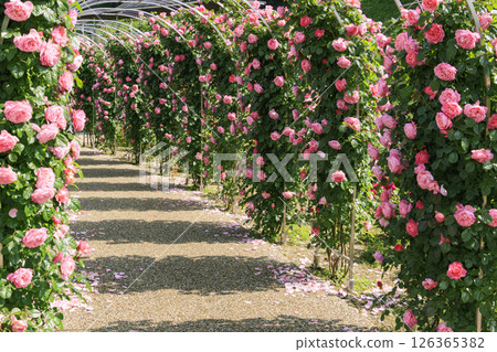 Gifu World Rose Garden with spring roses in full bloom Gifu World Rose Garden with spring roses in full bloom 126365382