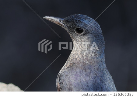 A close-up of a Rock Thrush A close-up of a Rock Thrush 126365383