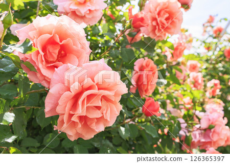 岐阜世界玫瑰園,春季玫瑰盛開 岐阜世界玫瑰園,春季玫瑰盛開 126365397