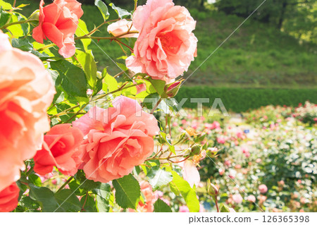 岐阜世界玫瑰園，春季玫瑰盛開 126365398