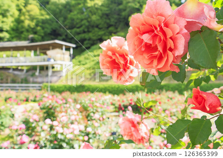 岐阜世界玫瑰園，春季玫瑰盛開 126365399