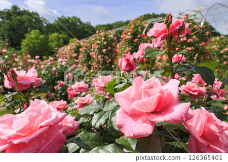 Gifu World Rose Garden with spring roses in full bloom Gifu World Rose Garden with spring roses in full bloom 126365401