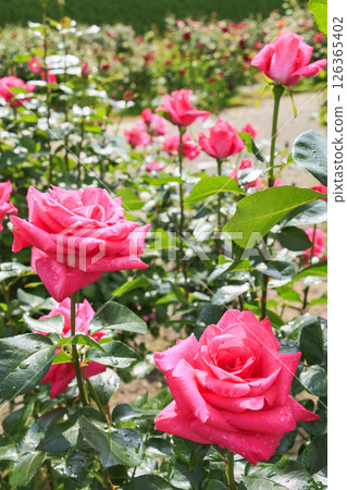 Gifu World Rose Garden with spring roses in full bloom Gifu World Rose Garden with spring roses in full bloom 126365402