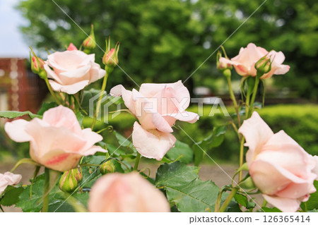 Gifu World Rose Garden with spring roses in full bloom 126365414