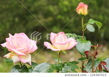 Gifu World Rose Garden with spring roses in full bloom 126365415