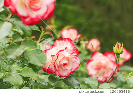 Gifu World Rose Garden with spring roses in full bloom 126365416