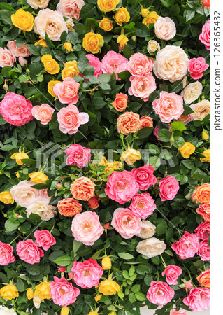 Gifu World Rose Garden with spring roses in full bloom 126365432