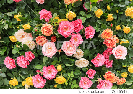 Gifu World Rose Garden with spring roses in full bloom 126365433