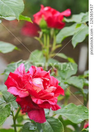 Gifu World Rose Garden with spring roses in full bloom Gifu World Rose Garden with spring roses in full bloom 126365437