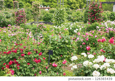 岐阜世界玫瑰園,春季玫瑰盛開 岐阜世界玫瑰園,春季玫瑰盛開 126365439