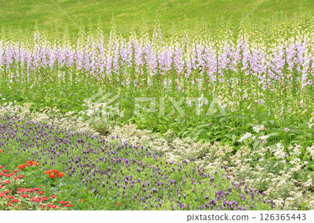 岐阜世界玫瑰園,春季玫瑰盛開 岐阜世界玫瑰園,春季玫瑰盛開 126365443