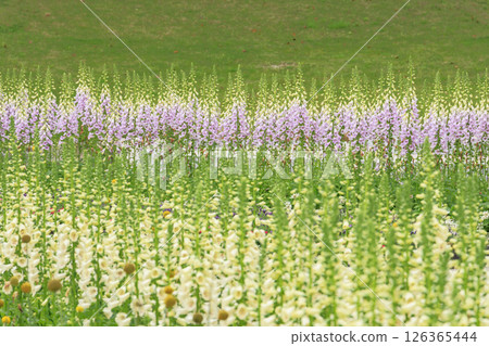 岐阜世界玫瑰園,春季玫瑰盛開 岐阜世界玫瑰園,春季玫瑰盛開 126365444