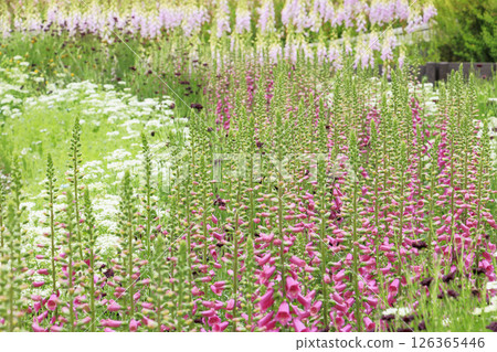 岐阜世界玫瑰園，春季玫瑰盛開 126365446