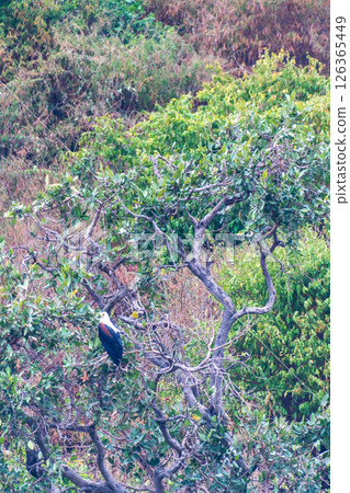 Fish eagle near lake victoria 126365449