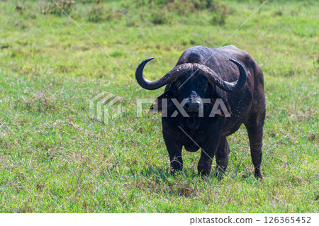 Bufalo in Lake Nakuru National Park Bufalo in Lake Nakuru National Park 126365452