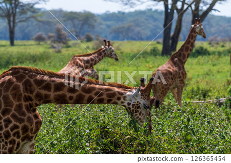 Rothchild Giraffe in th Lake Nakuru national park 126365454