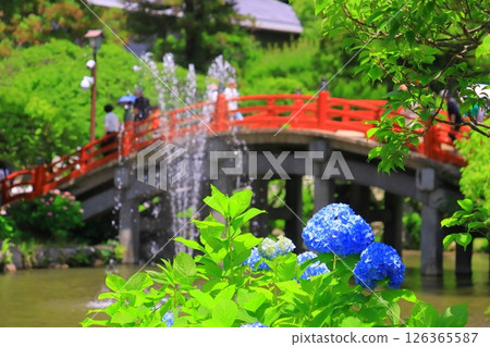 Hydrangeas blooming near the Taiko Bridge at Dazaifu Tenmangu Shrine (Dazaifu City, Fukuoka Prefecture) Hydrangeas blooming near the Taiko Bridge at Dazaifu Tenmangu Shrine (Dazaifu City, Fukuoka Prefecture) 126365587
