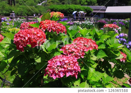 太宰府天滿宮境內盛開的繡球花（福岡縣太宰府市） 126365588