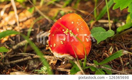 A lone red mushroom with white spots on the cap grows in the forest floor. Top view. Green grass and leaves surround the mushroom. Close-up. A lone red mushroom with white spots on the cap grows in the forest floor. Top view. Green grass and leaves surround the mushroom. Close-up. 126365698