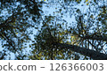 A low-angle view looking up into a dense canopy of tall pine trees against a clear blue sky. 126366003