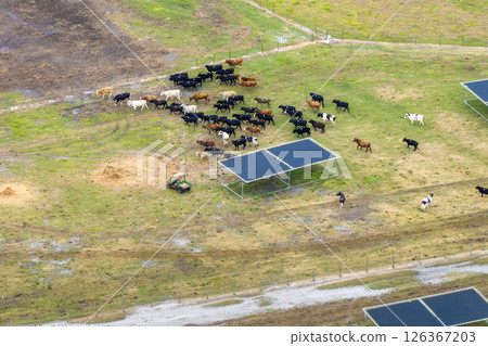 Large stockyard with meat cows. Feeding of cattle on farm feedlot in countryside area Large stockyard with meat cows. Feeding of cattle on farm feedlot in countryside area 126367203