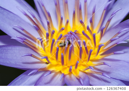 close up lotus flower yellow and purple color is so beautiful close up lotus flower yellow and purple color is so beautiful 126367408
