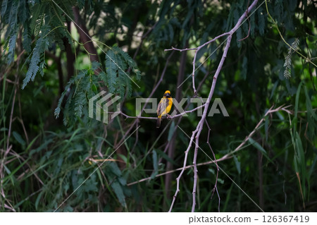 The yellow bird on Build nest from dry stick hay in nature The yellow bird on Build nest from dry stick hay in nature 126367419
