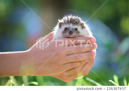 Human hands holding little african hedgehog pet outdoors on summer day. Keeping domestic animals and caring for pets concept. Human hands holding little african hedgehog pet outdoors on summer day. Keeping domestic animals and caring for pets concept. 126367437