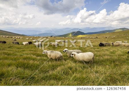 Herd of farm sheep grazing on green mountain pasture. 126367456