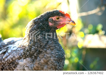 Hens feed on traditional rural barnyard. Detail of a hen head. Close up of chicken standing on barn yard with chicken coop. Chickens sitting in outdoor henhouse. Free range poultry farming concept. 126367482