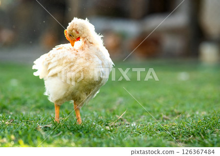 Hen feed on traditional rural barnyard. Close up of chicken standing on barn yard with green grass. Free range poultry farming concept. 126367484