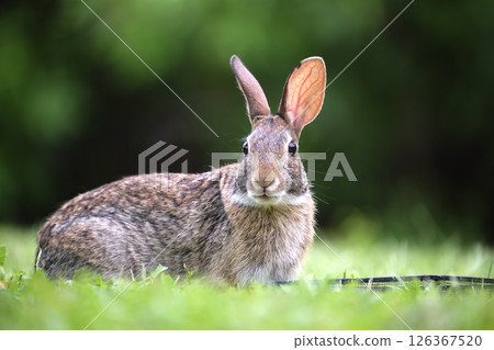 Grey small hare eating grass on summer field. Wild rabbit in nature 126367520