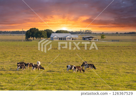 Free range milk cows grazing on green farm pasture near farmhouse. Feeding of cattle on farmland grassland 126367529